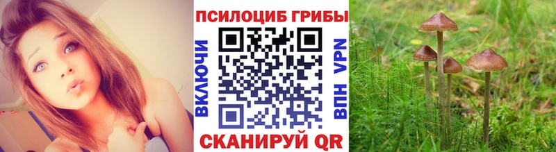 что такое   Заполярный  ссылка на мегу зеркало  Псилоцибиновые грибы Psilocybine cubensis 